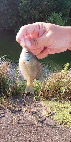 ブルーギルの釣果