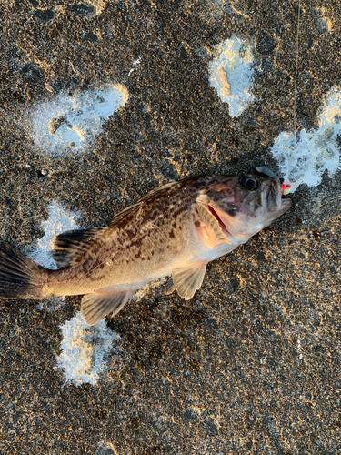 クロソイの釣果