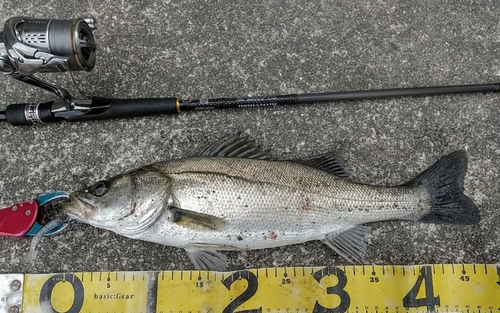 シーバスの釣果