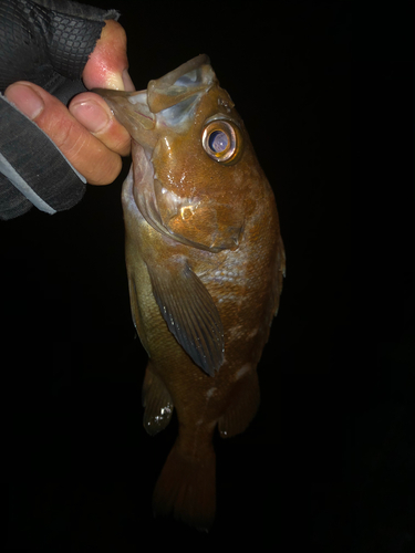 エゾメバルの釣果