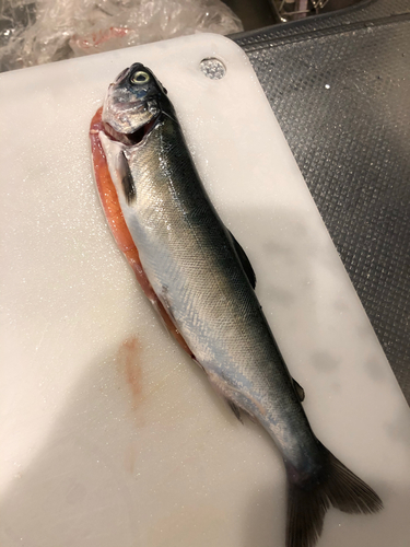 アメマスの釣果