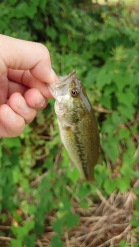 ラージマウスバスの釣果