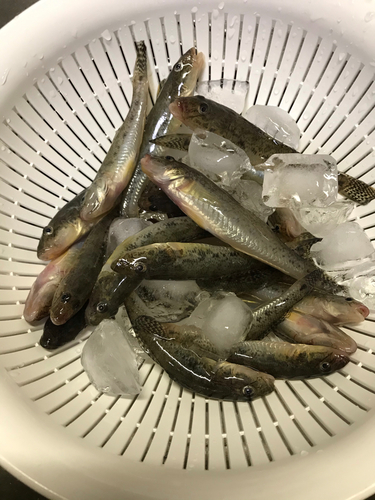 ハゼの釣果