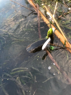 ライギョの釣果