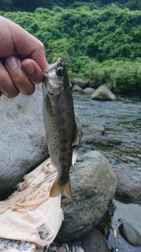 ヤマメの釣果