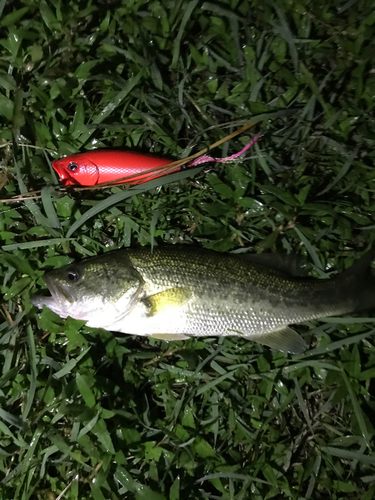 ブラックバスの釣果