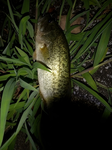 ブラックバスの釣果