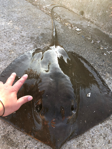 エイの釣果