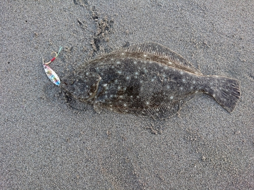 ヒラメの釣果