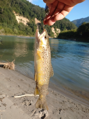 ブラウントラウトの釣果