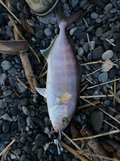 ショゴの釣果