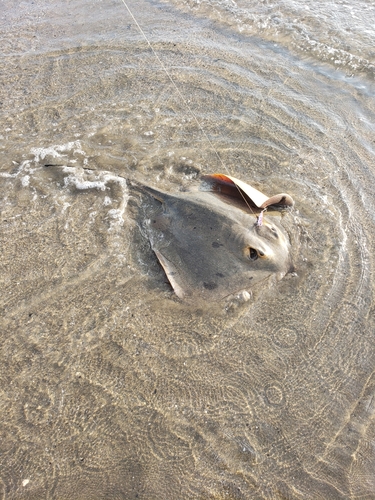 エイの釣果