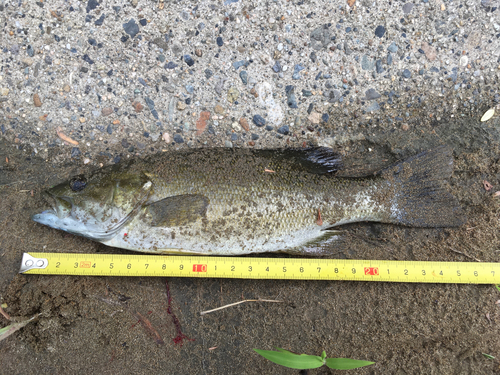 スモールマウスバスの釣果