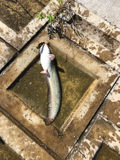 ナマズの釣果