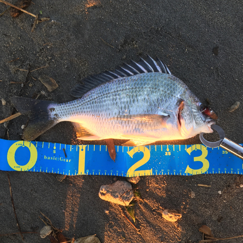 キチヌの釣果