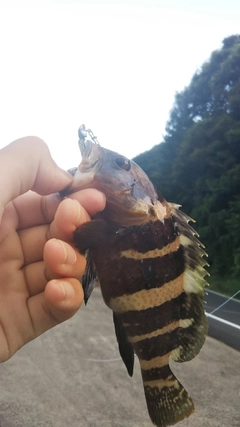 アオハタの釣果