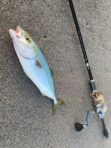 ワカシの釣果