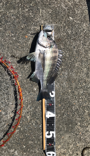 クロダイの釣果