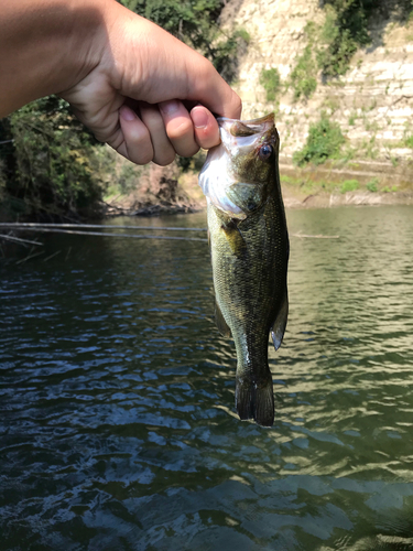 ラージマウスバスの釣果