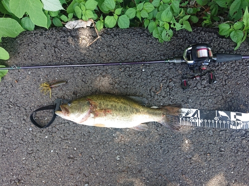 ブラックバスの釣果