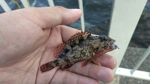 カサゴの釣果