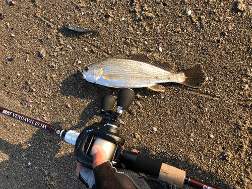 イシモチの釣果