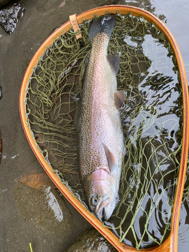 ニジマスの釣果