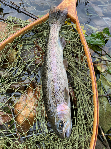 ニジマスの釣果