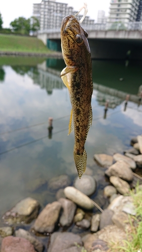 ハゼの釣果