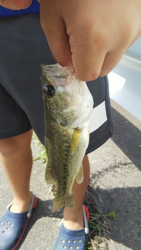 ブラックバスの釣果