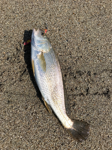 シログチの釣果