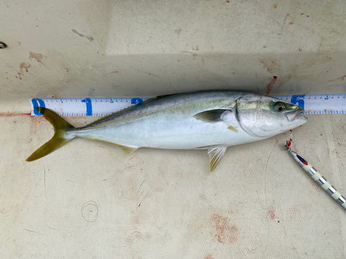 イナダの釣果