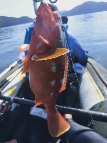 アカハタの釣果