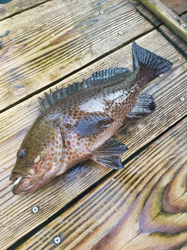 オオモンハタの釣果