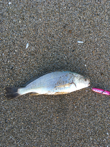 イシモチの釣果