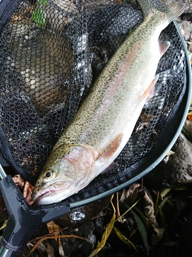 ニジマスの釣果