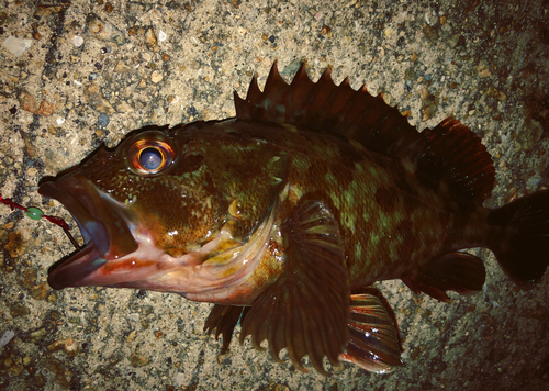 カサゴの釣果