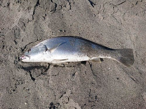 ニベの釣果