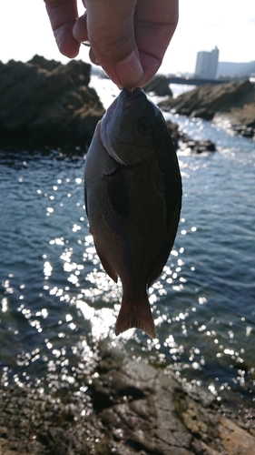 メジナの釣果