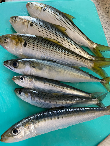 コノシロの釣果