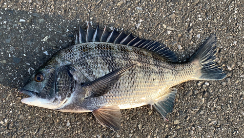 チヌの釣果