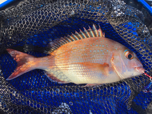 タイの釣果