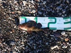 エゾメバルの釣果