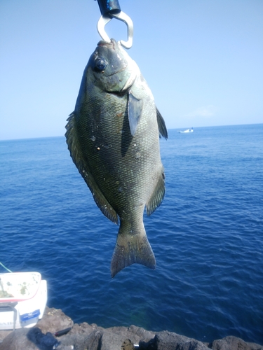 メジナの釣果