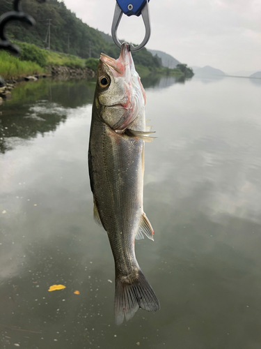 マルスズキの釣果