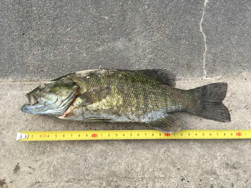 スモールマウスバスの釣果