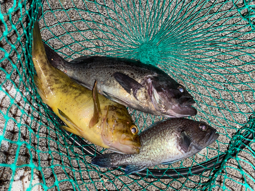 クロソイの釣果