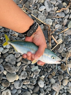 ワカシの釣果