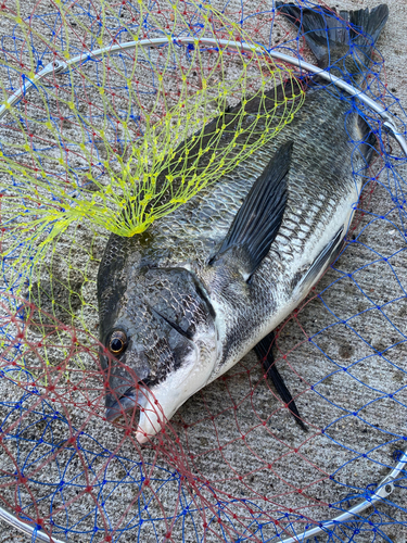 クロダイの釣果