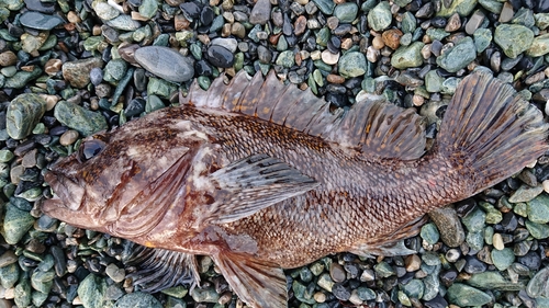 ムラソイの釣果